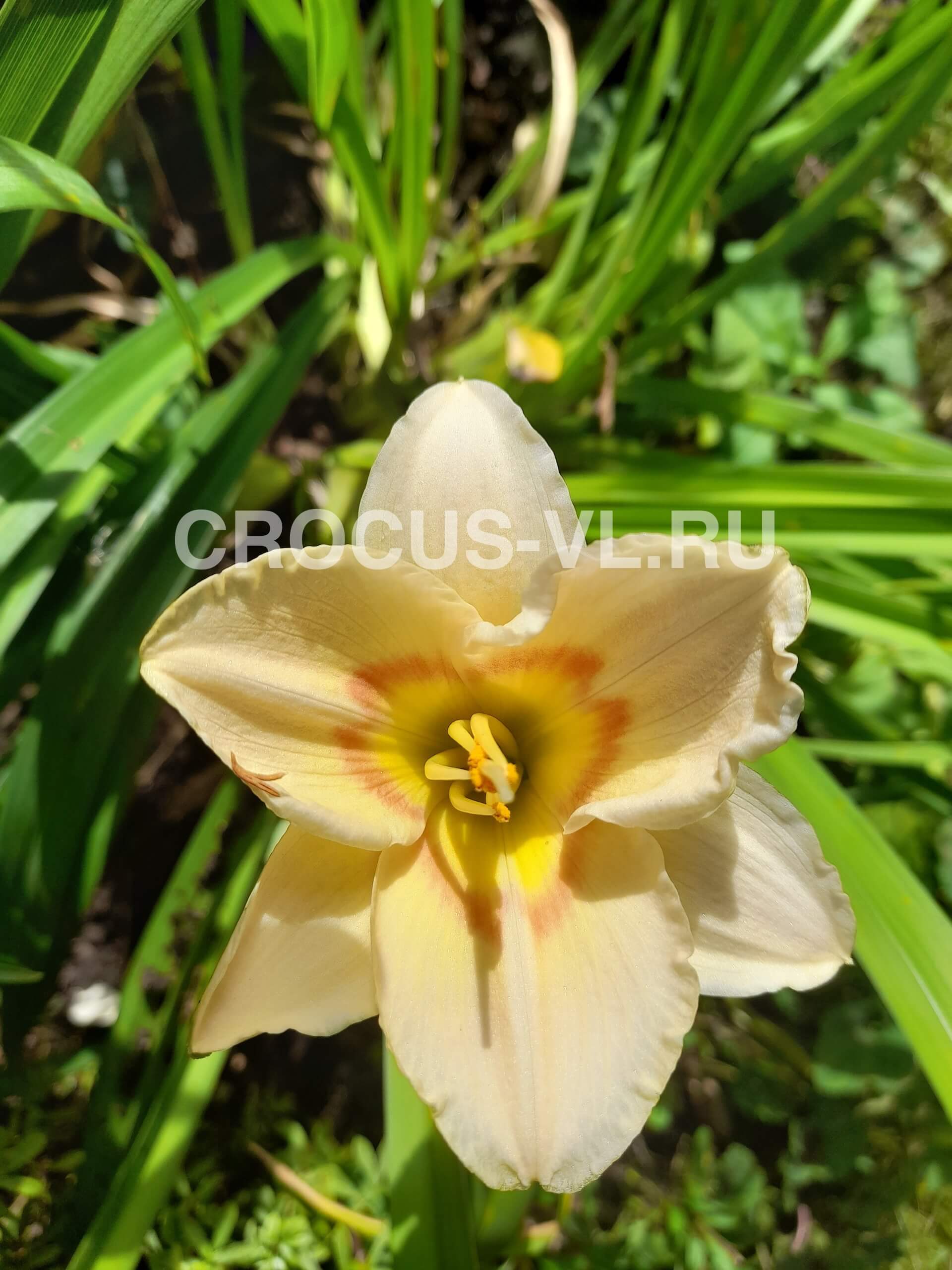 Лилейник «Siloam French Doll»